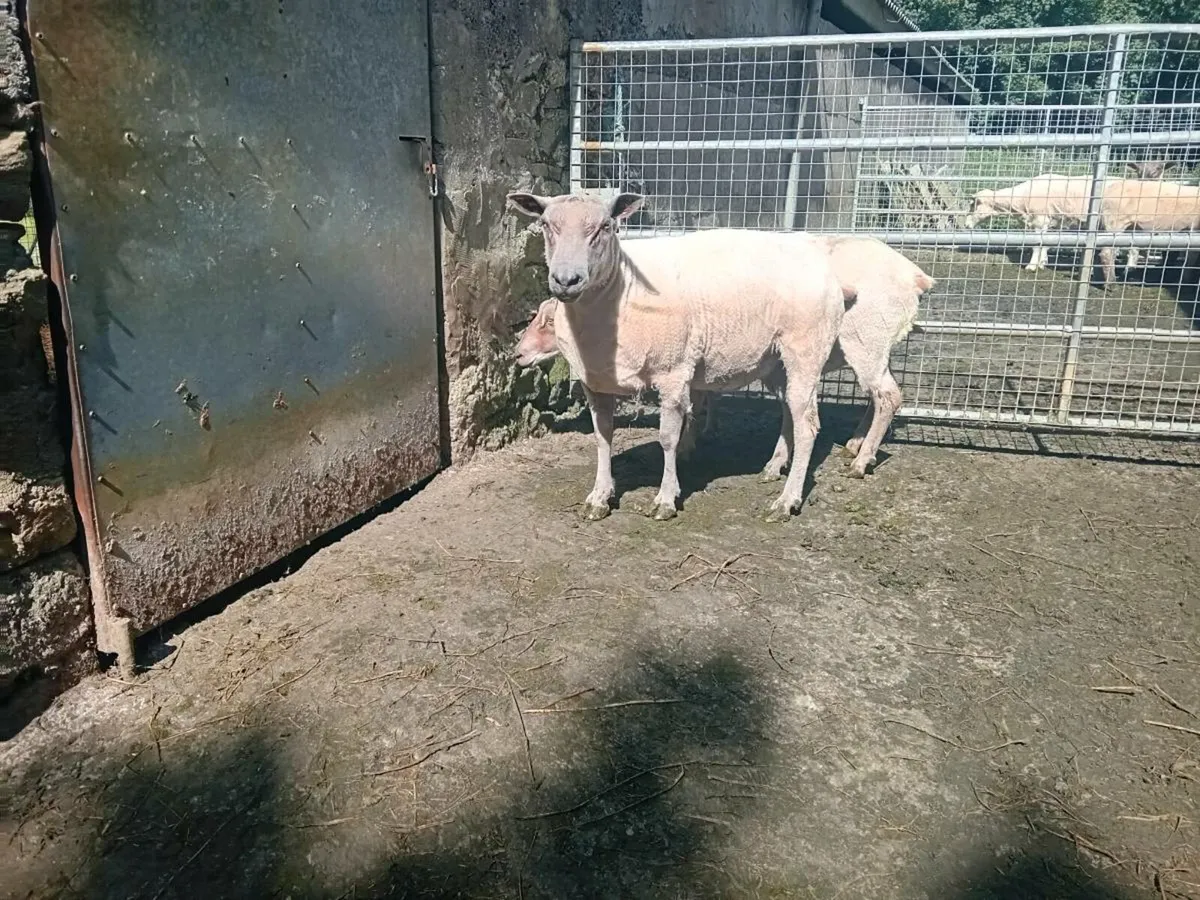 Selection of ram's - Image 2