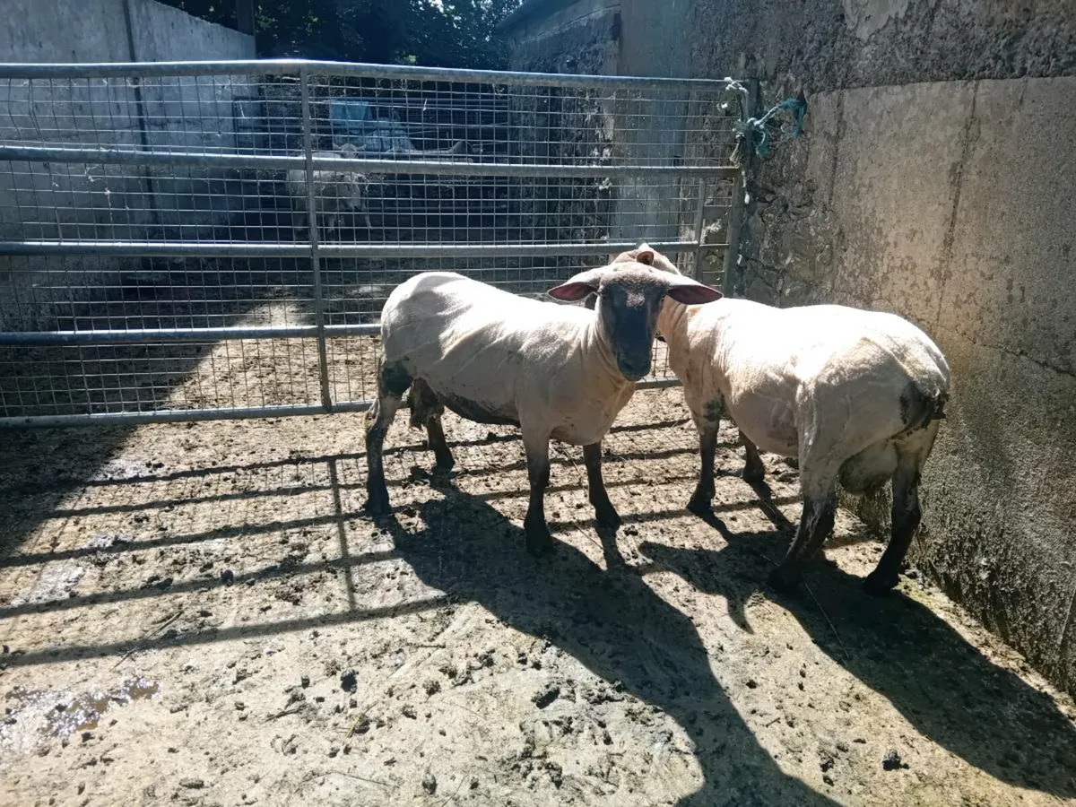Selection of ram's - Image 4