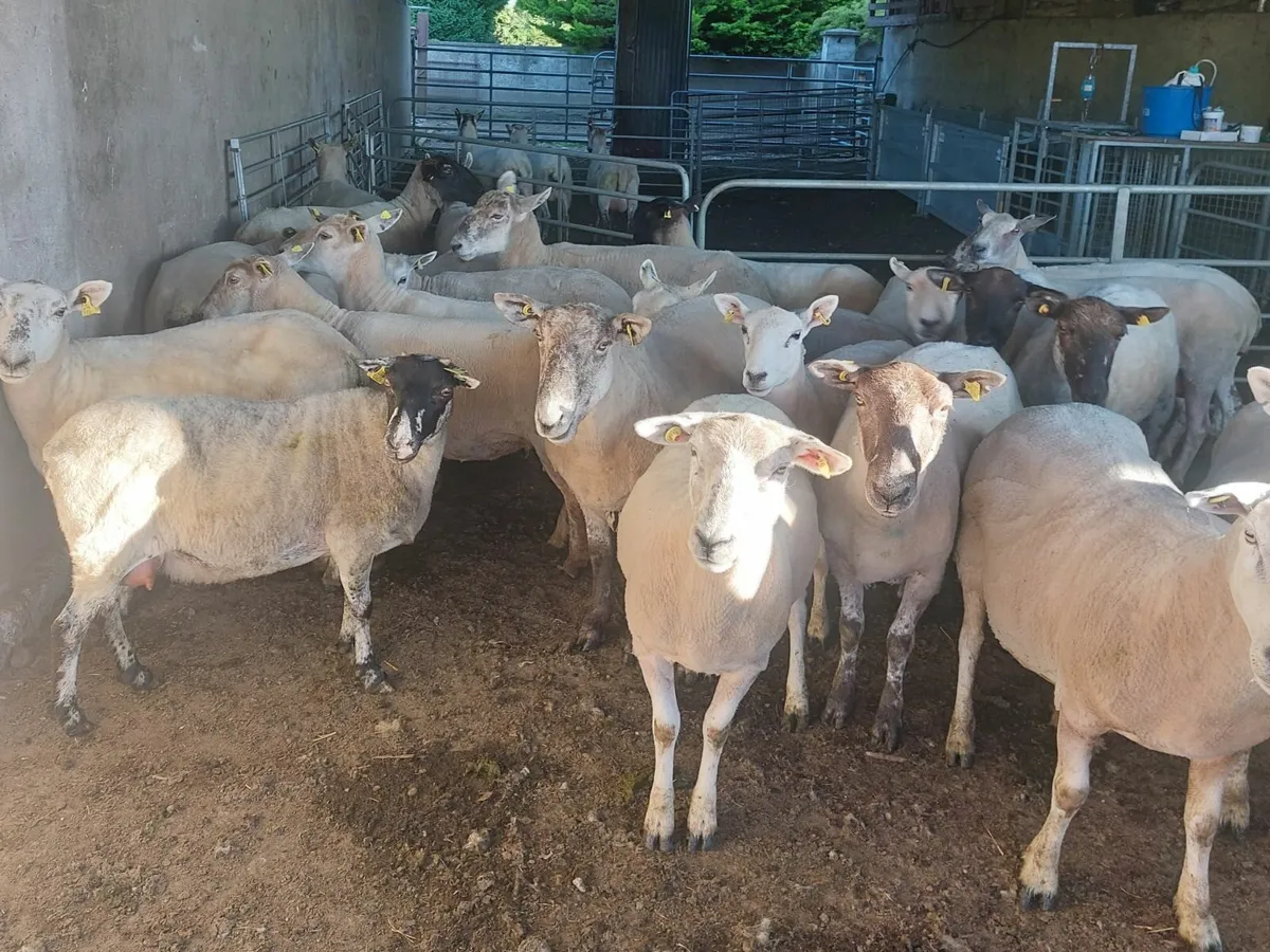 Young breeding ewes for sale - Image 1