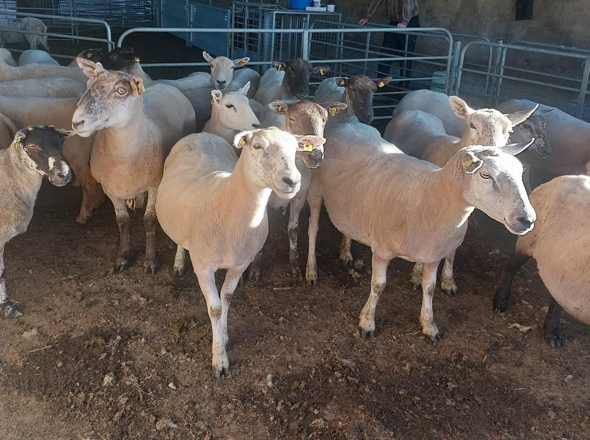Young breeding ewes for sale - Image 4