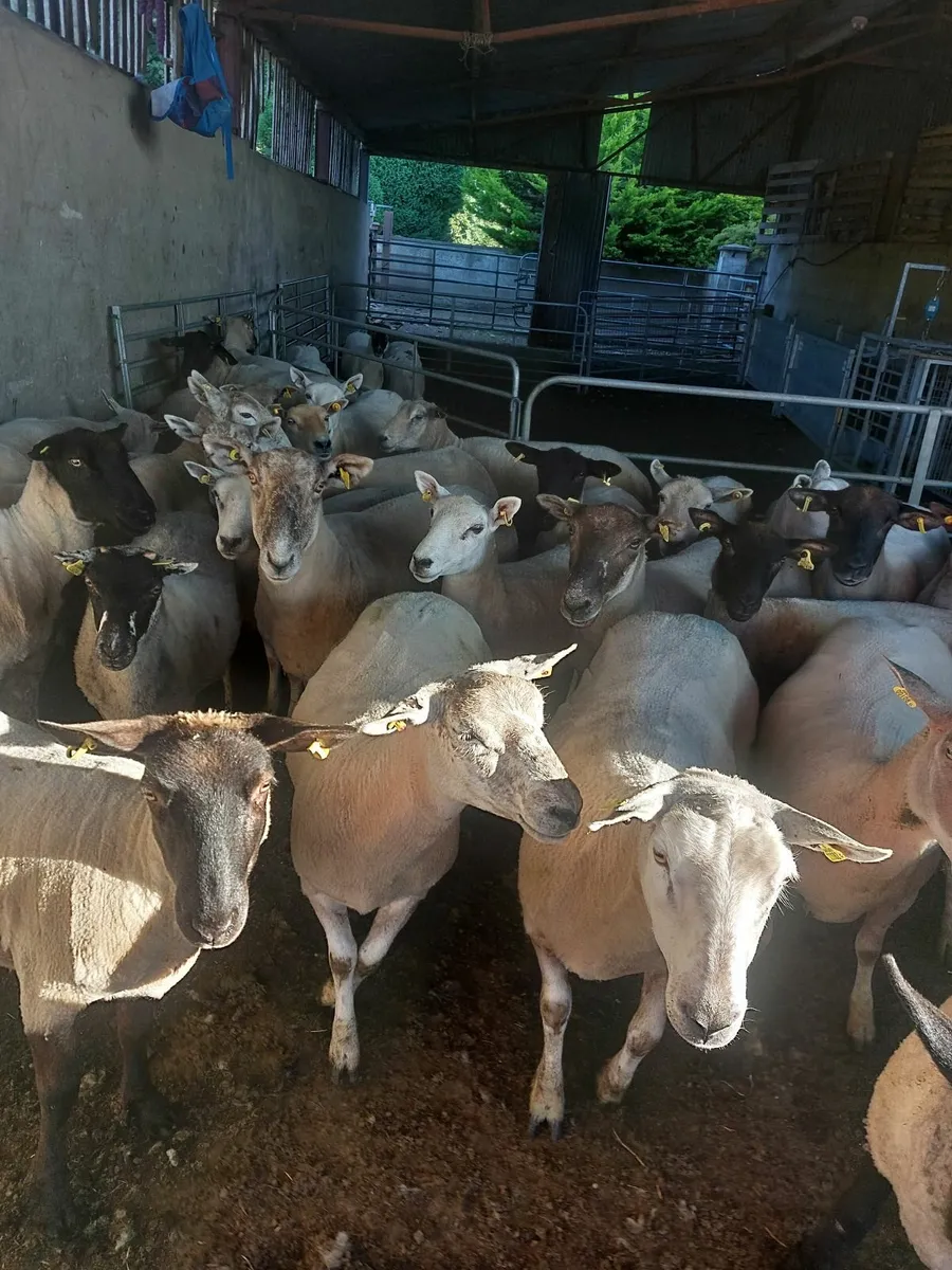 Young breeding ewes for sale - Image 2