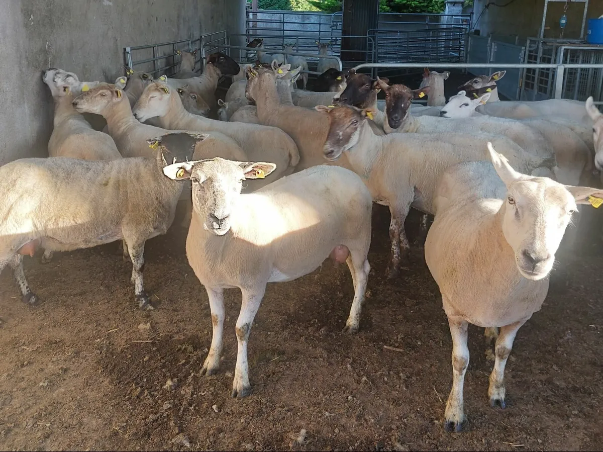 Young breeding ewes for sale - Image 3