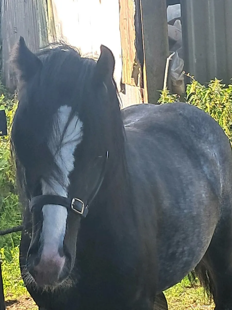 Colt for sale - Image 1