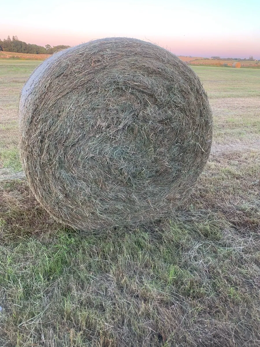 Hay - Image 1