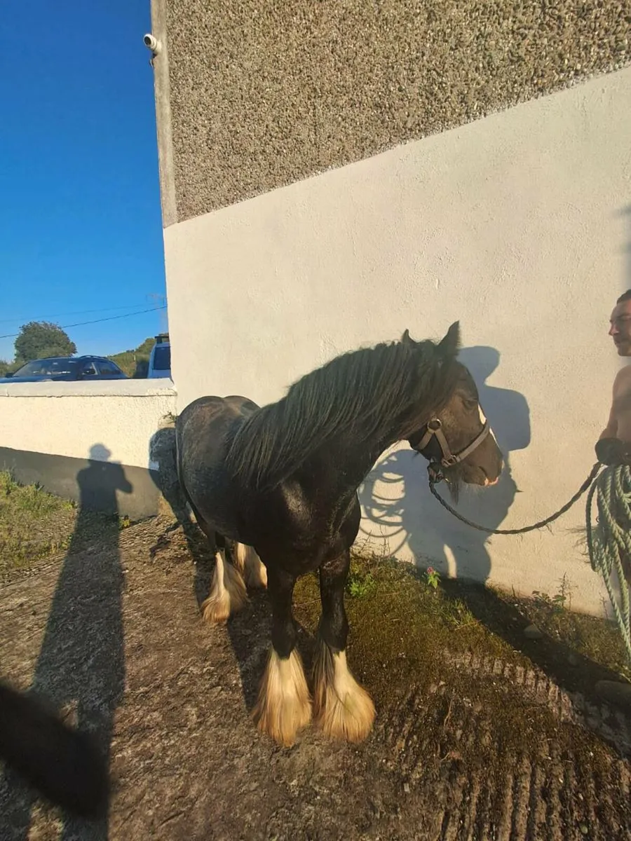 Colt for sale - Image 2