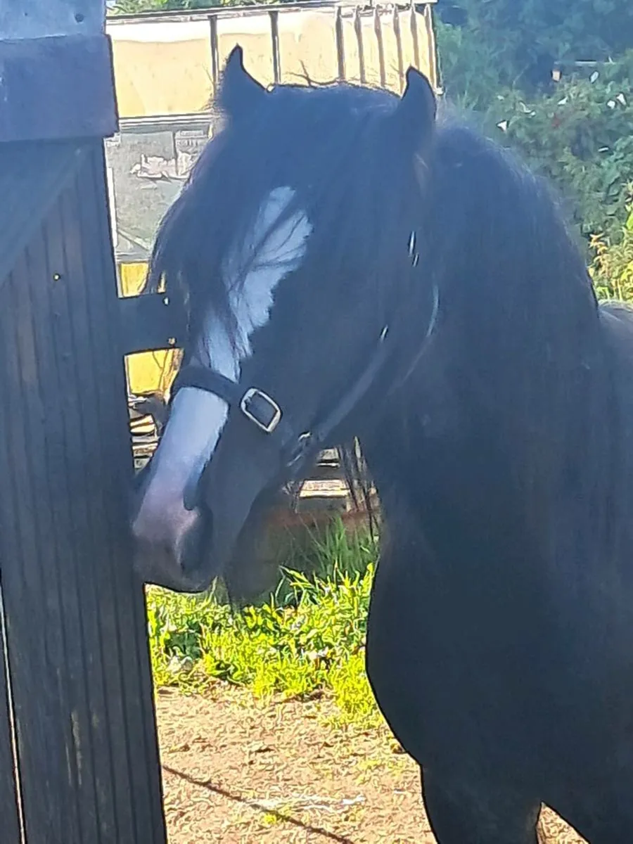 Colt for sale - Image 3