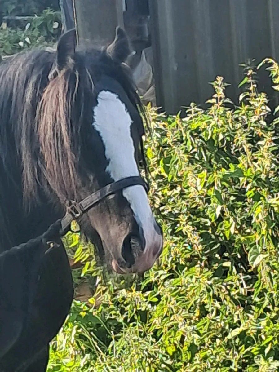 Colt for sale - Image 4