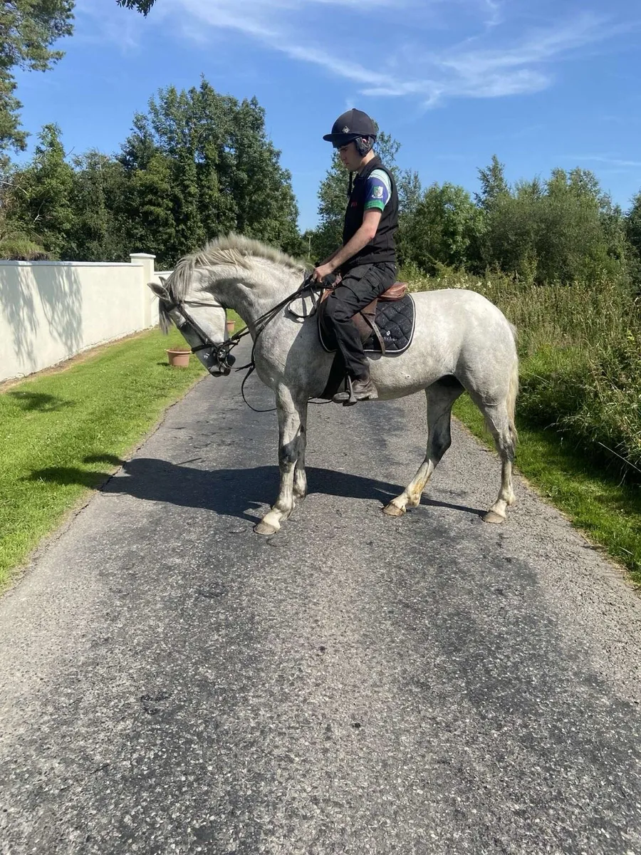 5 year old Connemara x ISH filly - Image 1
