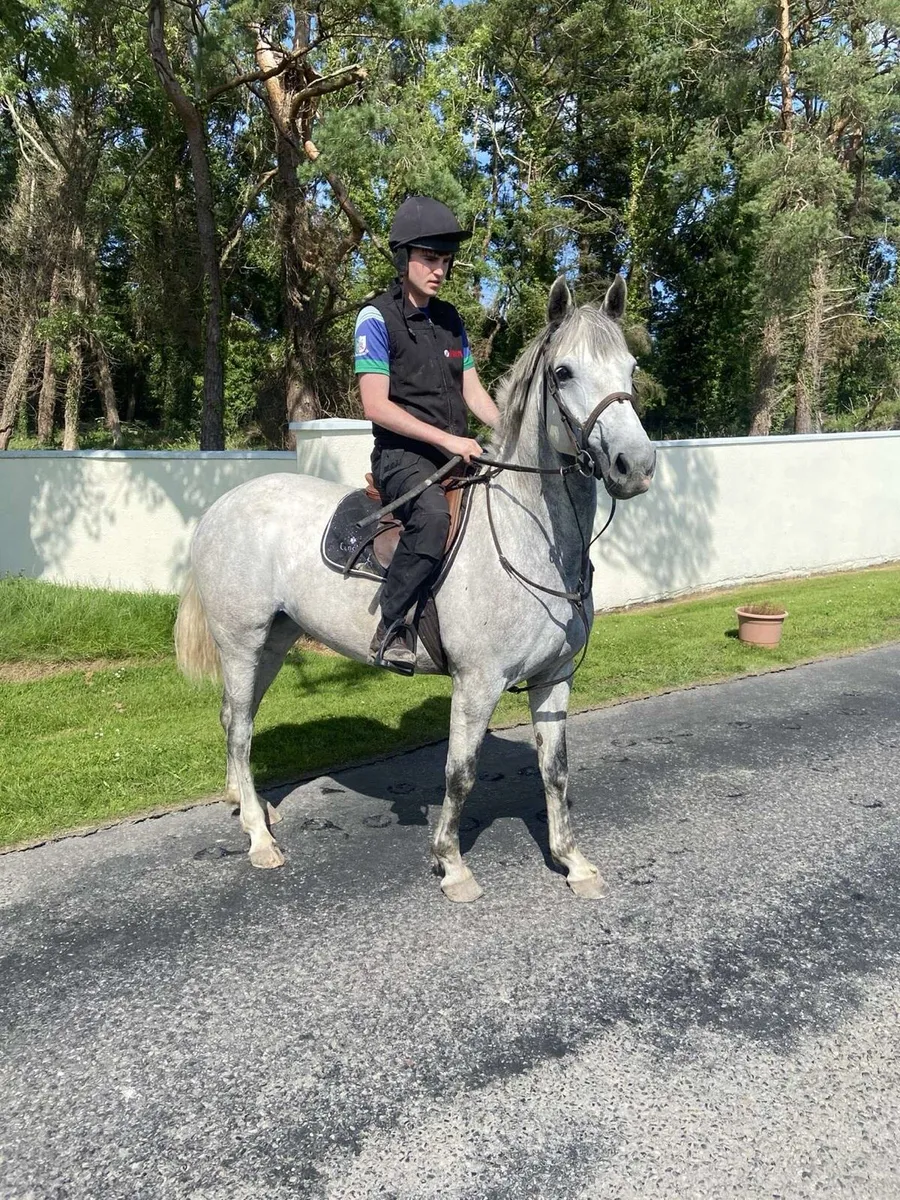 5 year old Connemara x ISH filly - Image 2