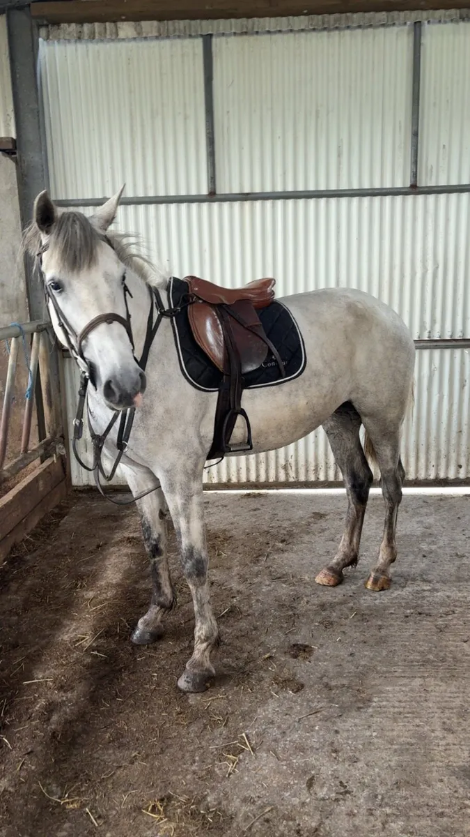 5 year old Connemara x ISH filly - Image 3