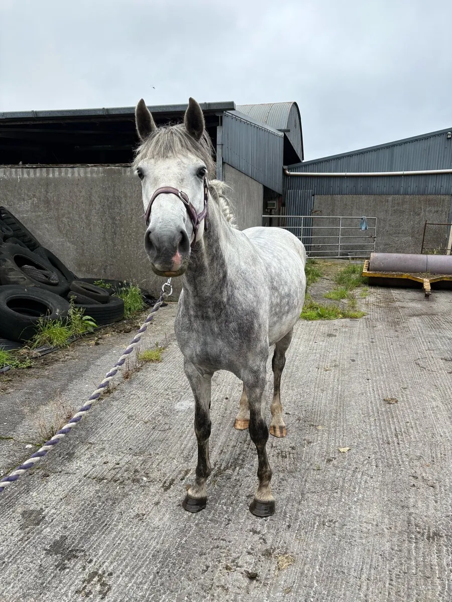 5 year old Connemara x ISH filly - Image 4