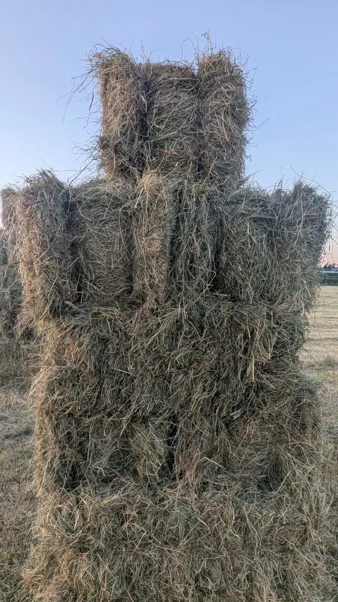 Best quality hay small square bales
