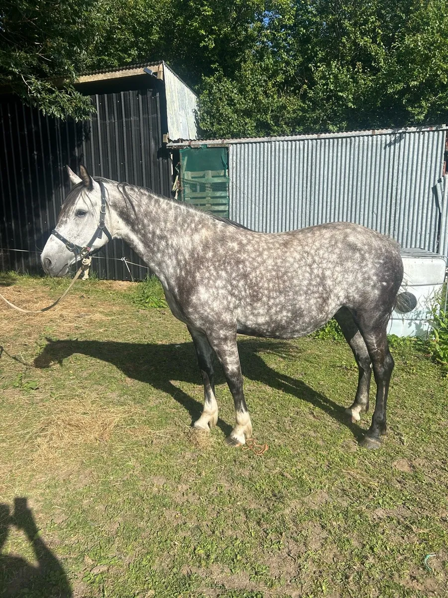 8 year old mare - Image 1