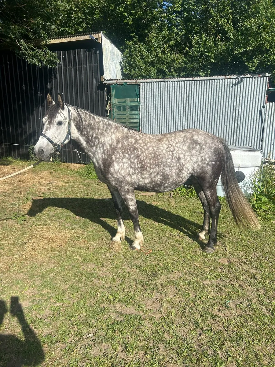 8 year old mare - Image 2