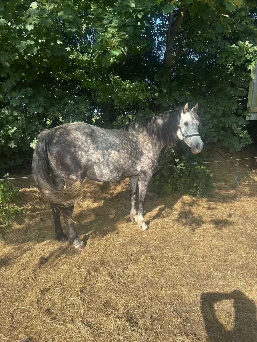 8 year old mare - Image 3