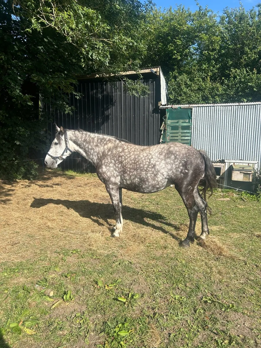 8 year old mare - Image 4