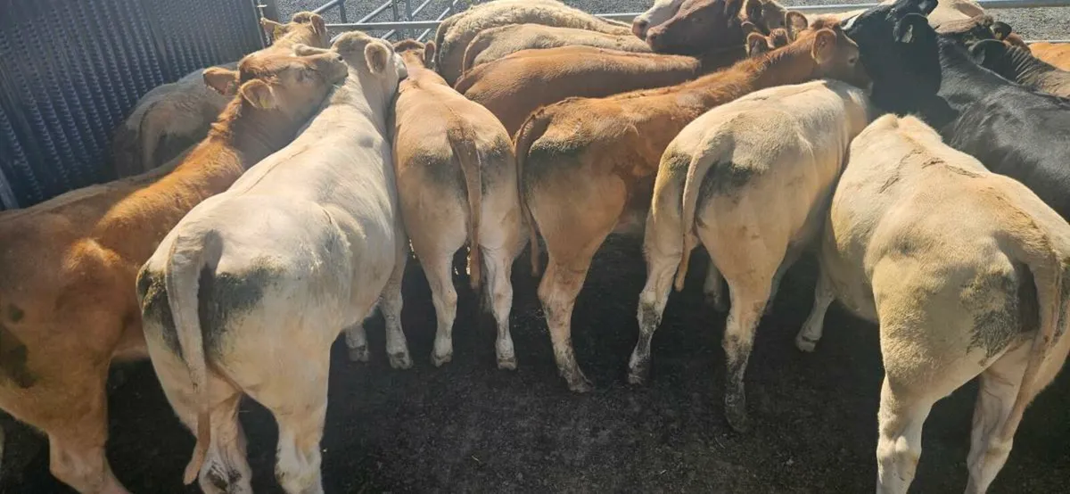 18 Super Heifers 420-470kgs. - Image 2