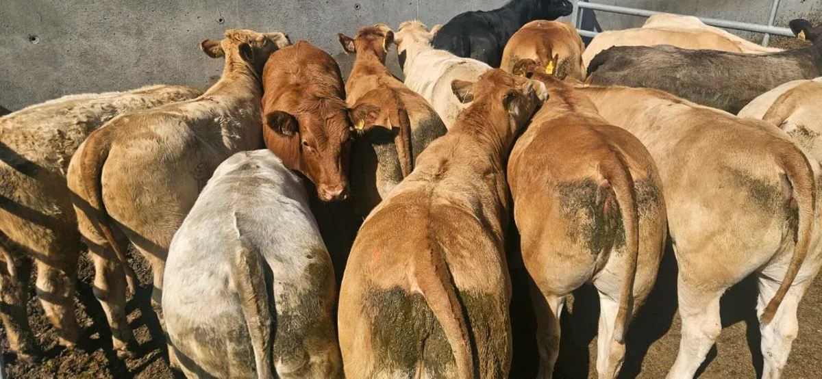 18 Super Heifers 420-470kgs. - Image 3