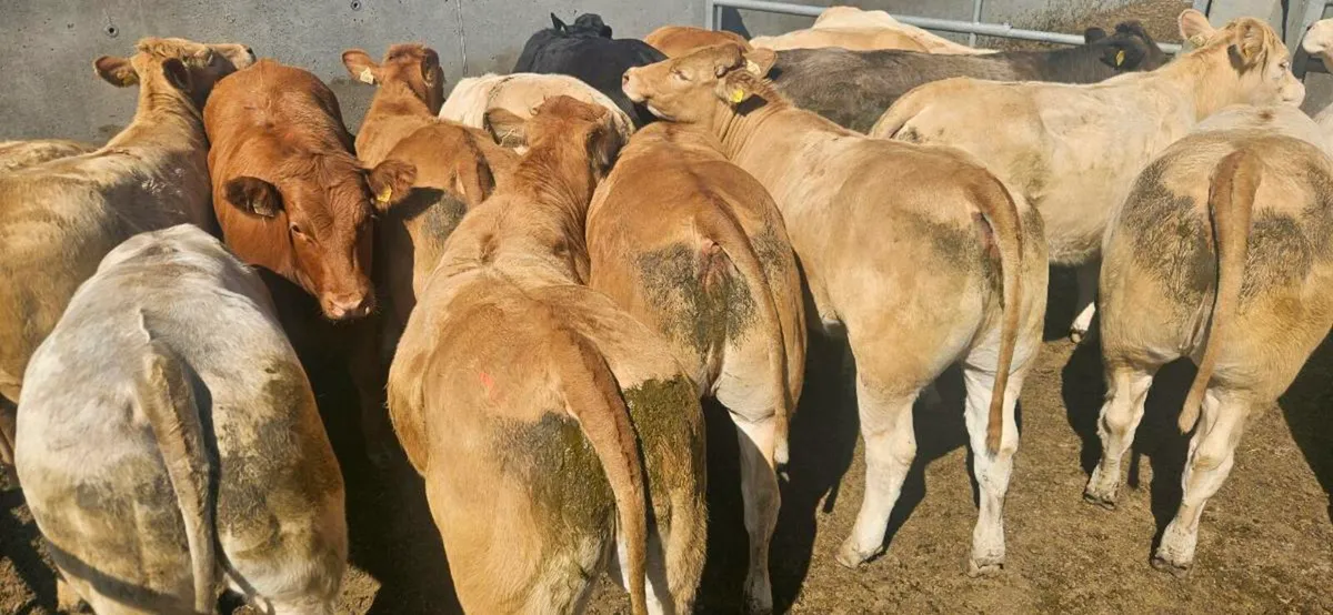 18 Super Heifers 420-470kgs. - Image 4