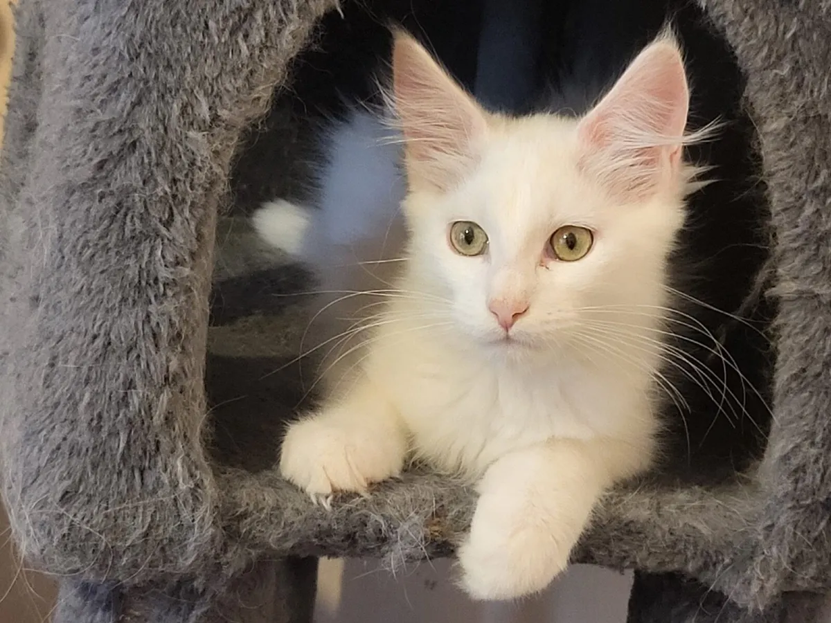 Kittens - Image 1