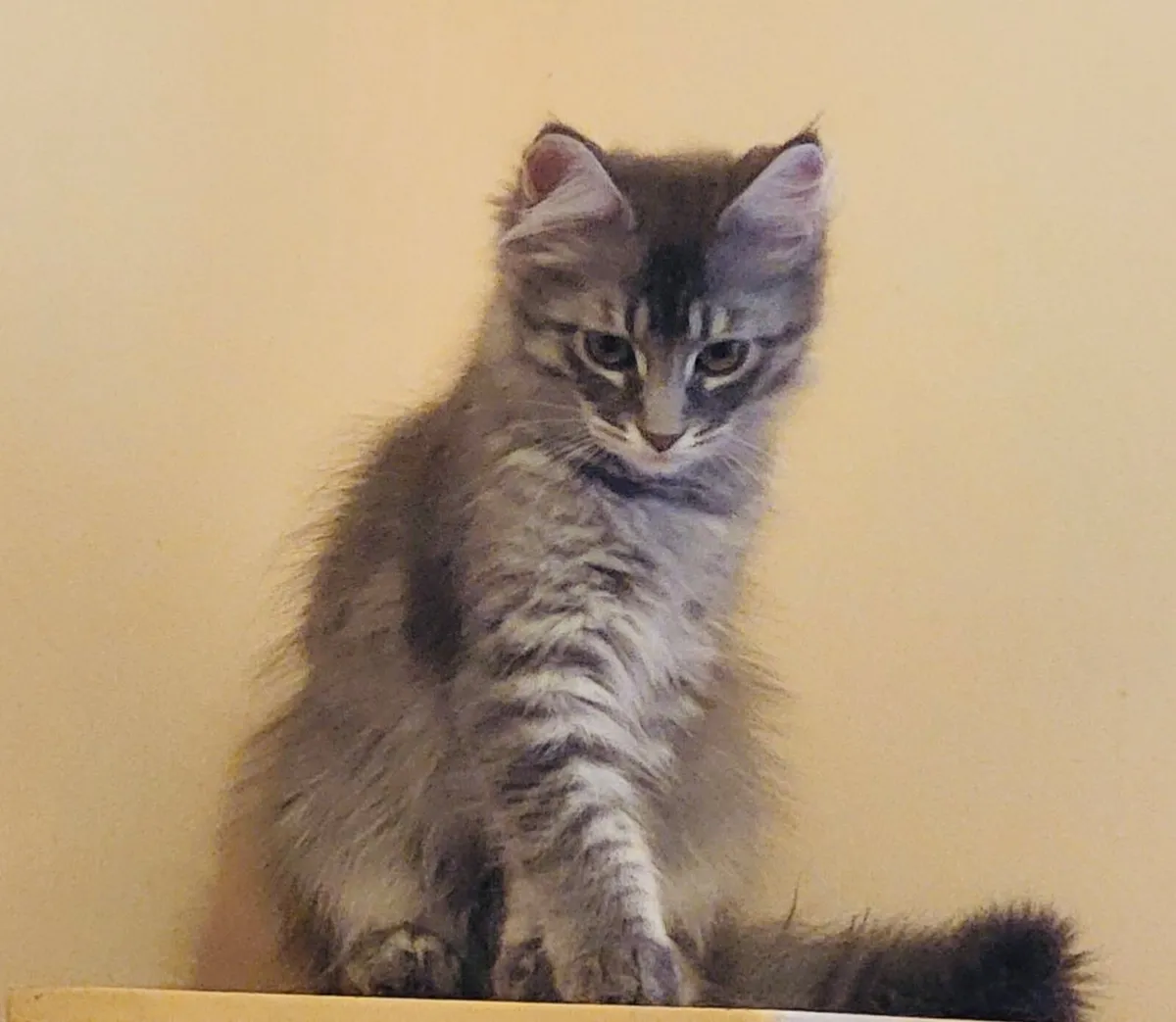 Kittens - Image 2
