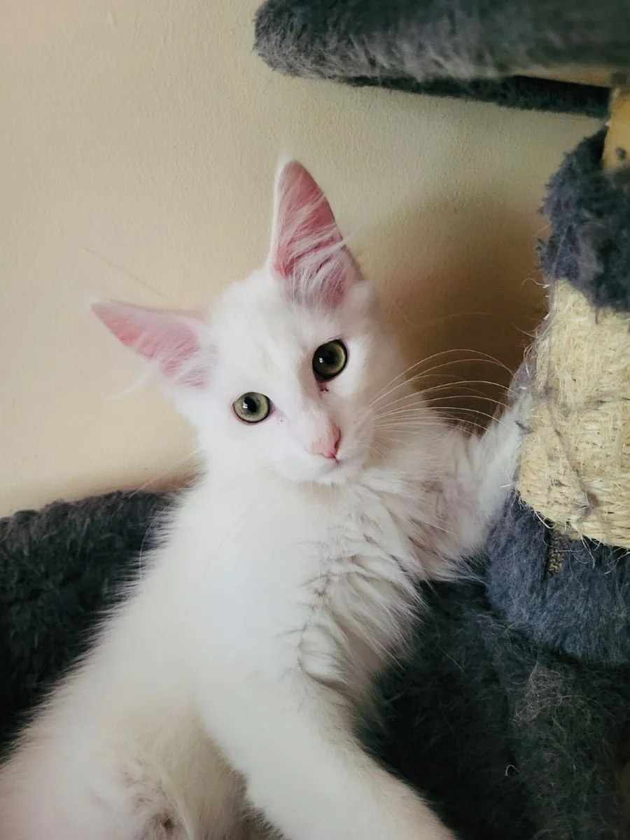 Kittens - Image 3