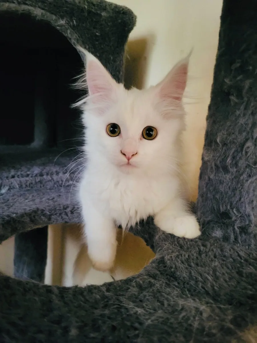 Kittens - Image 4