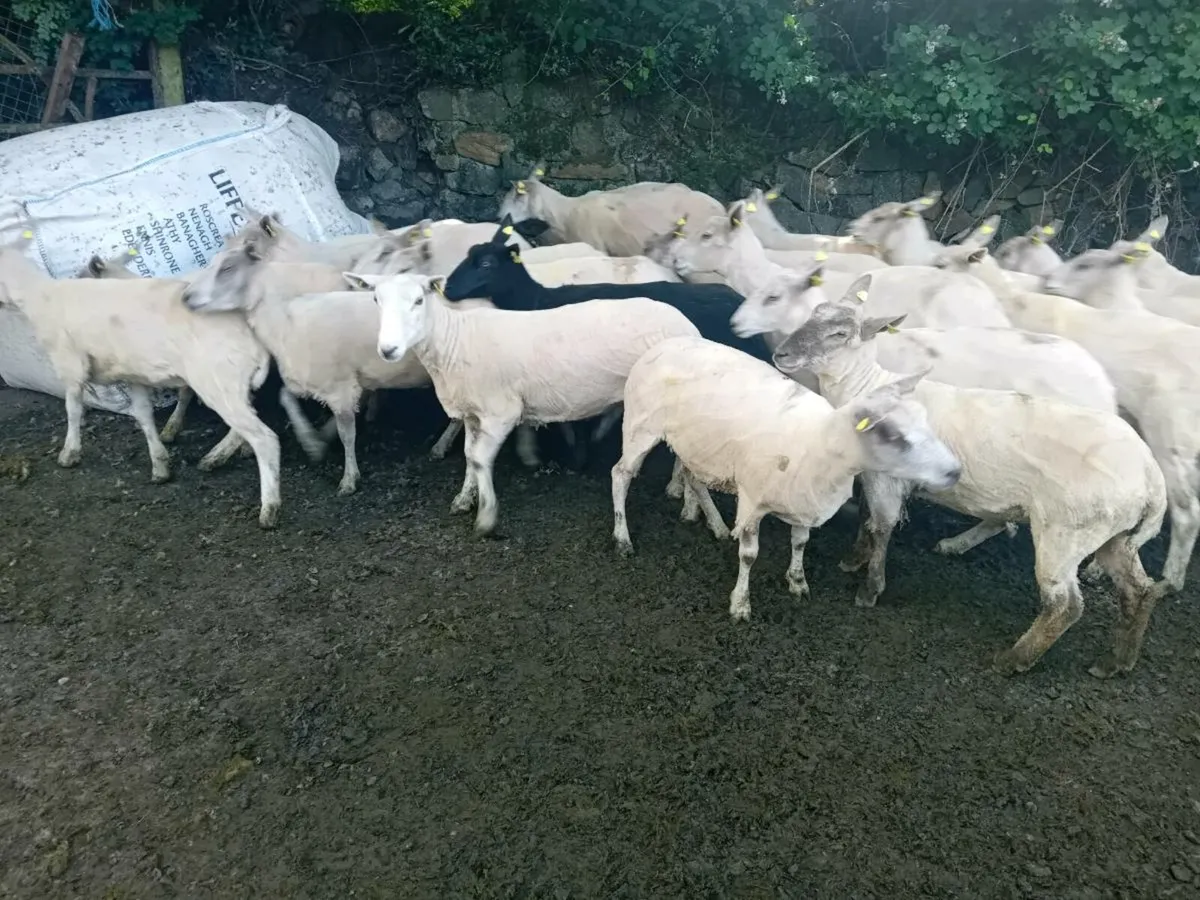 Ewe hoggets - Image 1