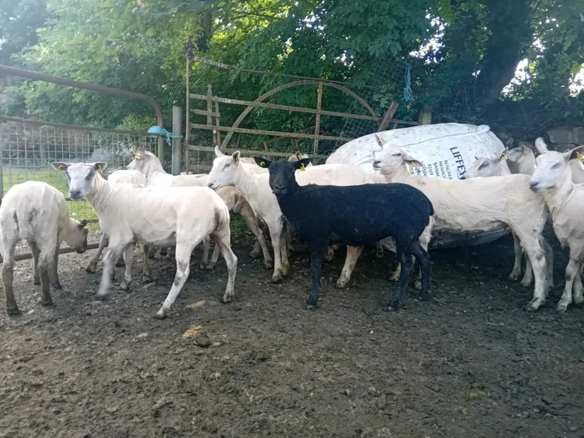 Ewe hoggets - Image 2