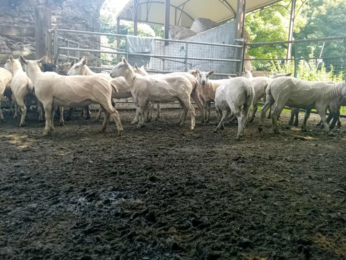 Ewe hoggets - Image 3