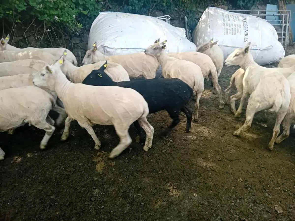 Ewe hoggets - Image 4