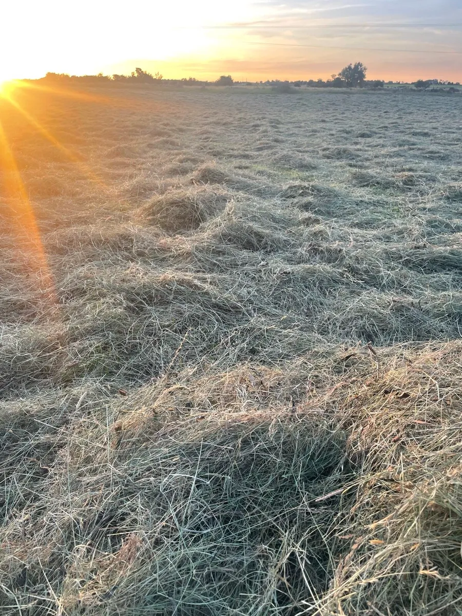 Hay(small squares ) - Image 2