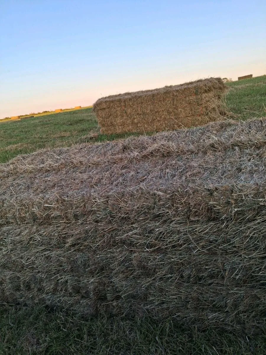 Hay