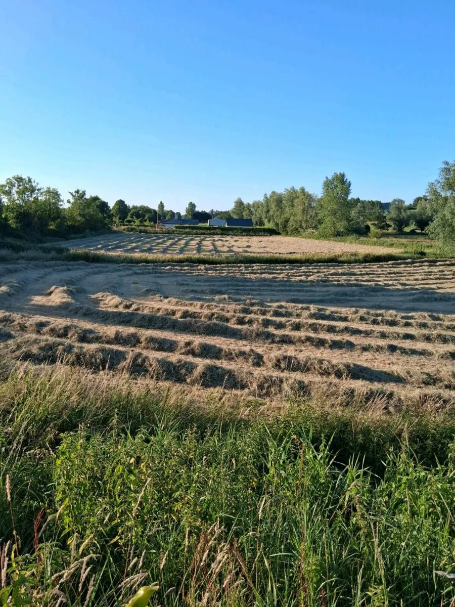 Square bale of hay - Image 3
