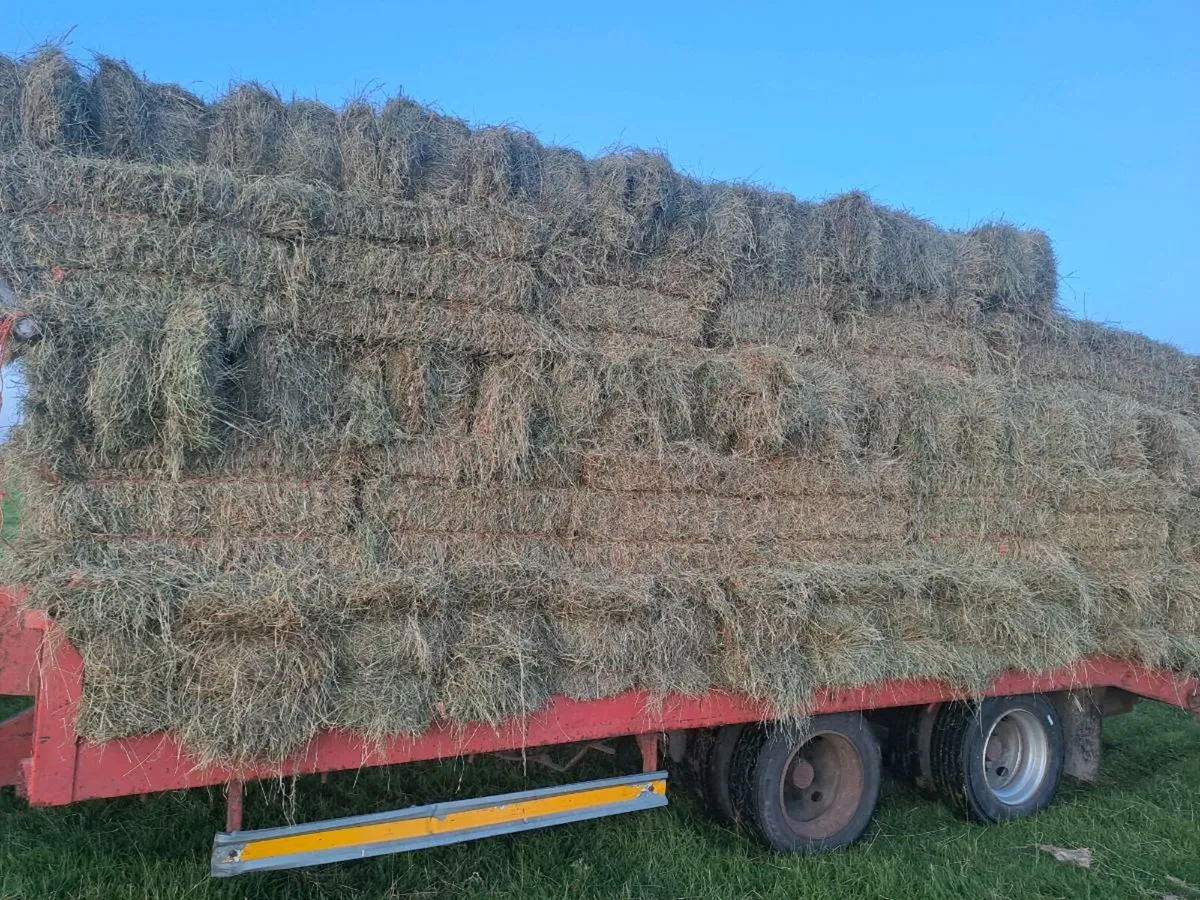 Hay