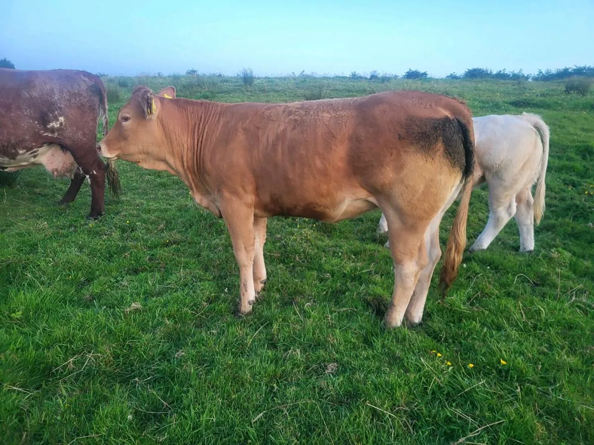 ** Purebred limousine heifer ** - Image 2