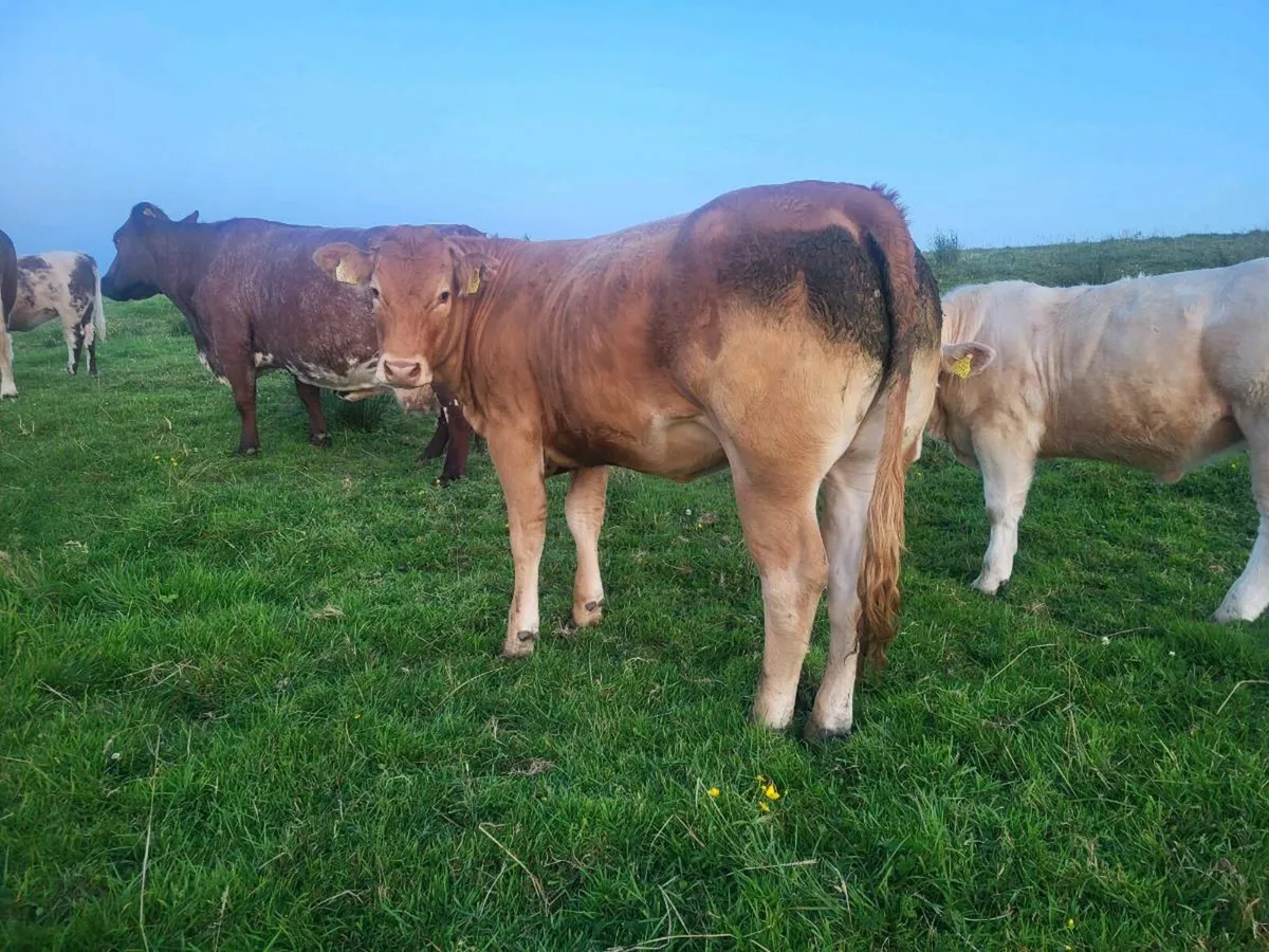 ** Purebred limousine heifer ** - Image 3