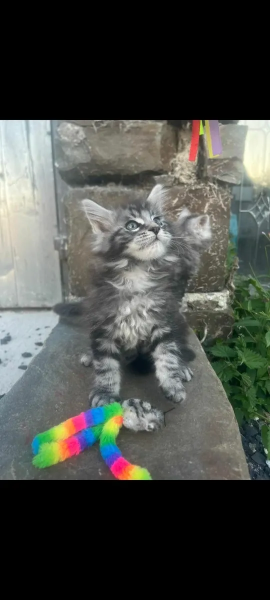 Maincoon kittens - Image 1