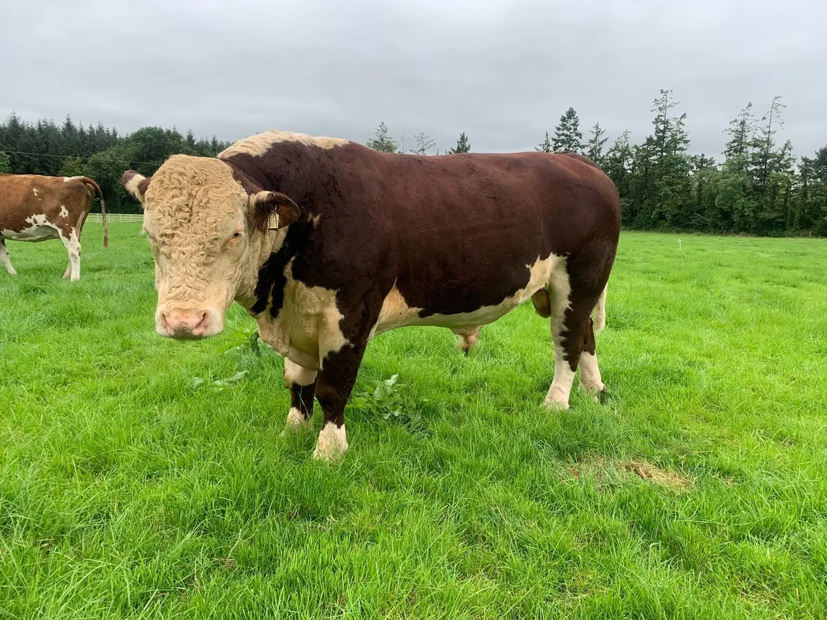 Hereford Bull - Image 1