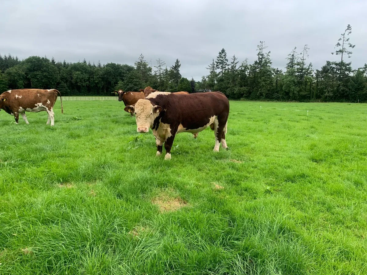 Hereford Bull - Image 2