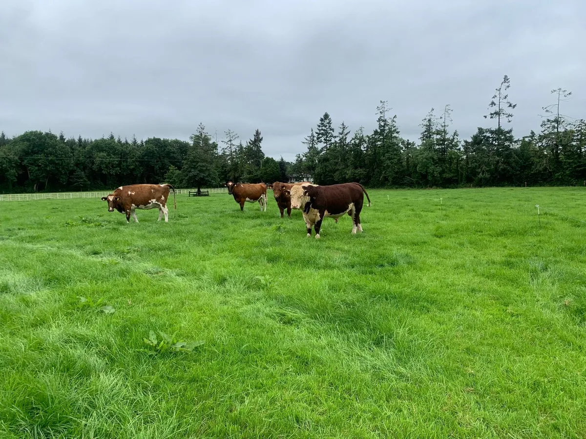 Hereford Bull - Image 3