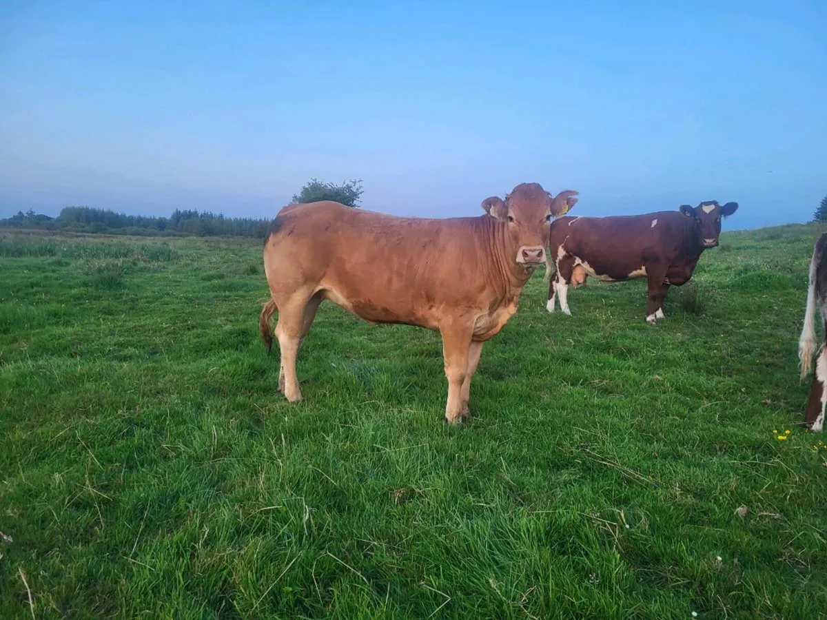 ** Purebred limousine heifer ** - Image 4