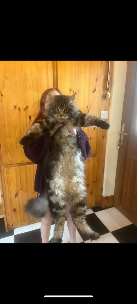 Maincoon kittens - Image 2