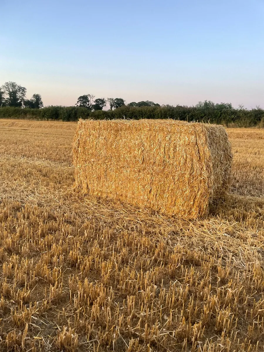Winter Barley straw 8x4x4 & 4x4 bales - Image 1