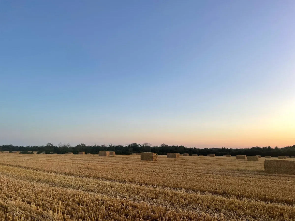 Winter Barley straw 8x4x4 & 4x4 bales - Image 2