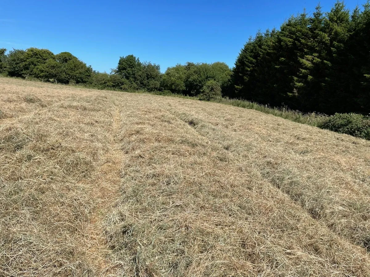 Hay - Image 2