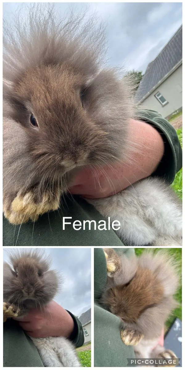 Rabbits - Image 1