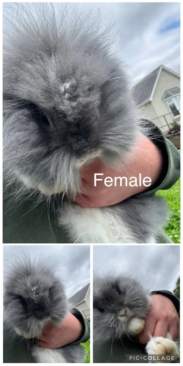 Rabbits - Image 2