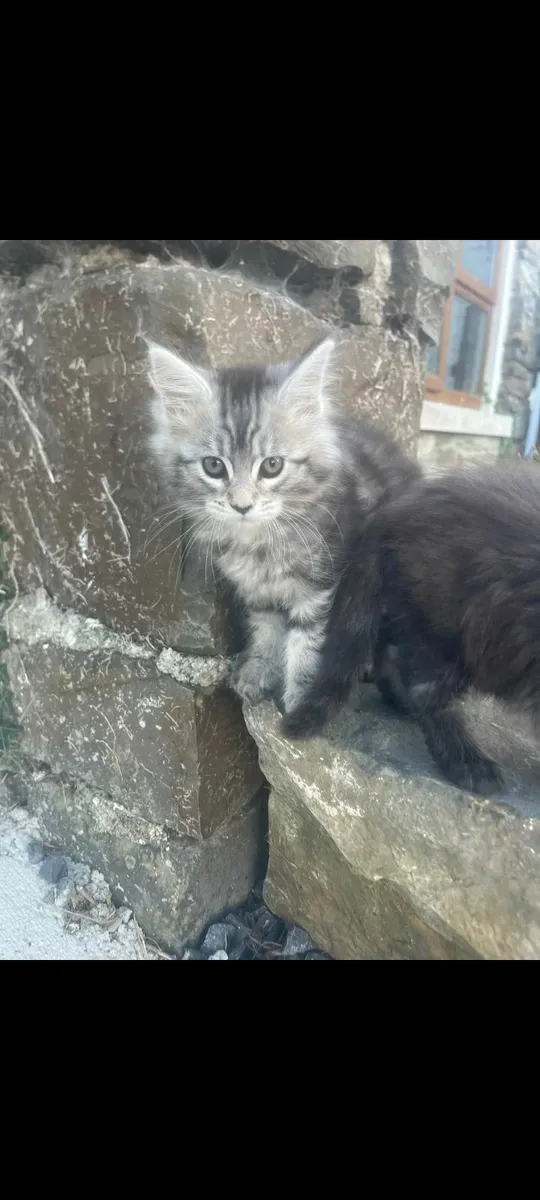 Maincoon kittens - Image 3