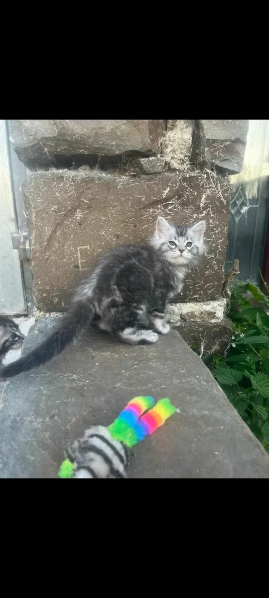 Maincoon kittens - Image 4